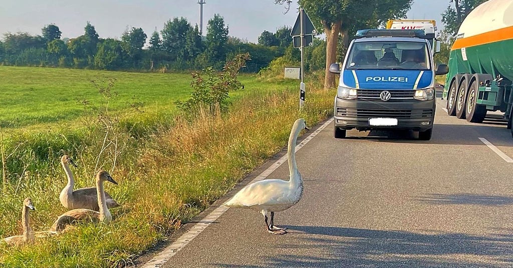 Eine Schwanenfamilie hat im September auf der Bundesstraße 248 bei Salzwedel den Berufsverkehr mehrfach ausgebremst. Erst als die Polizei die Straße sperrt und sie auf die andere Seite begleiten, zeigen sich die Tiere zufrieden.