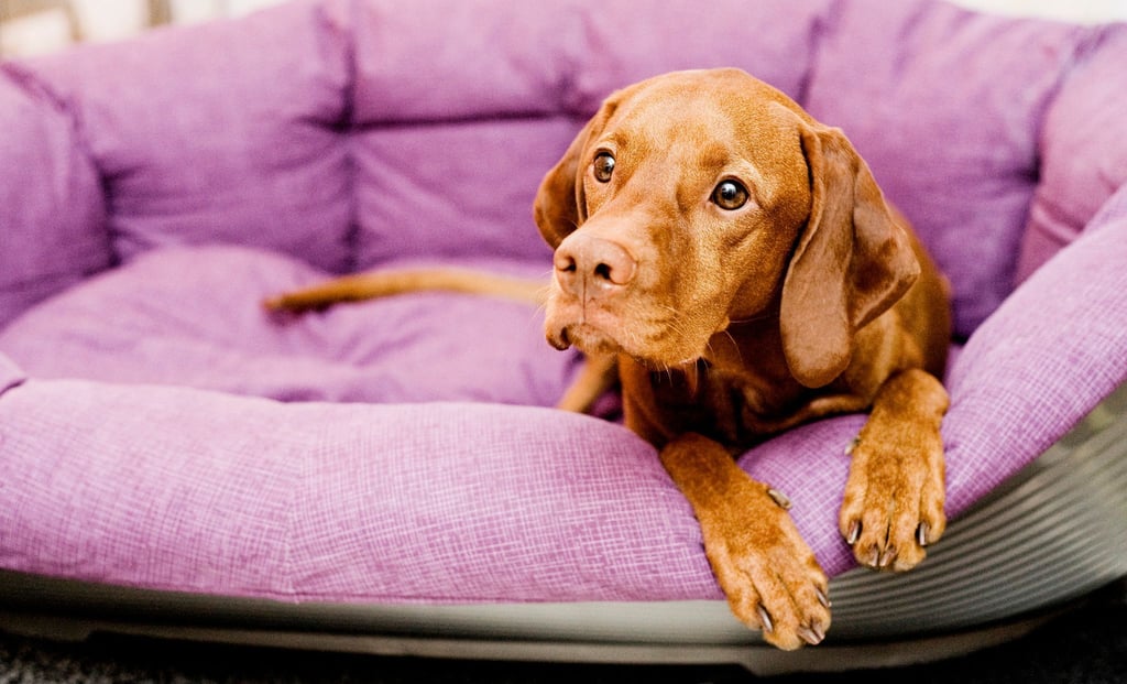 Nicht nur in der Eingewöhnungszeit: Hunde brauchen einen Rückzugsort, an dem sie ungestört sind.