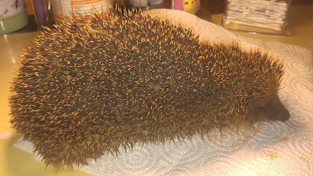 Mit nur 567 Gramm ist der Igel Fenja zu Stefanie Jaksch nach Ringelsdorf gekommen - zu wenig für den Winter.