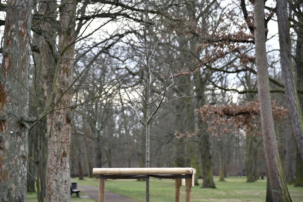 Blick auf eine der jungen Edelkastanien, die im Südteil des Herrenkrugpark gesetzt wurden. Sie steht nahe dem Ebeling-Gedenkstein.