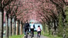 Der ADFC ist besorgt über geplante Kürzungen beim Radwegebau in Sachsen-Anhalt. (Archivbild)