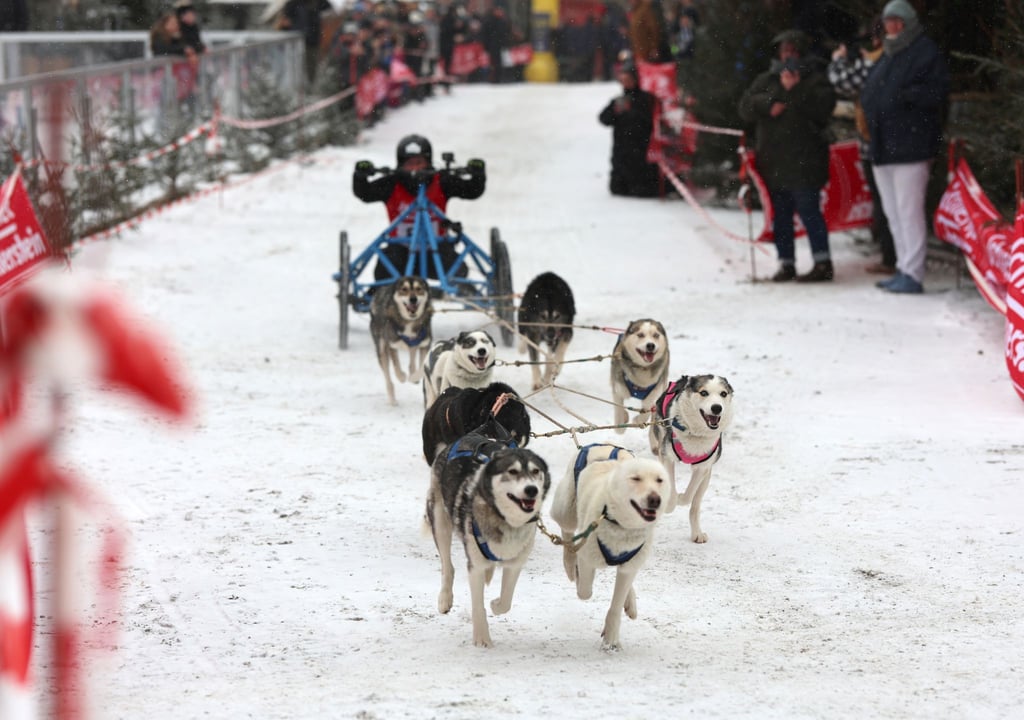 86 Starter nahmen am Schlittenhunderennen teil.