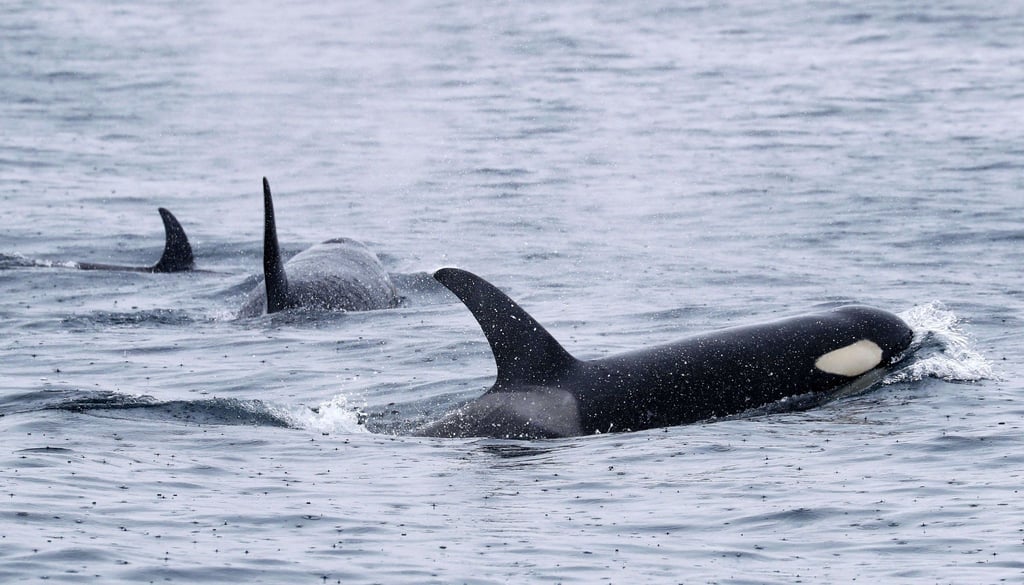 Orcas leben weltweit - wie hier bei Japan. Aber nur Tiere in der iberischen Region zeigen das mysteriöse Verhalten. (Archivbild)