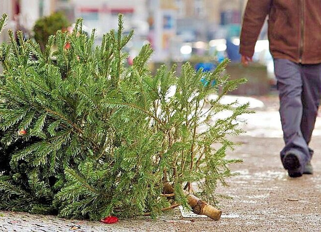 Im Saalekreis gibt es zahlreiche Möglichkeiten zur Entsorgung der Weihnachtsbäume.