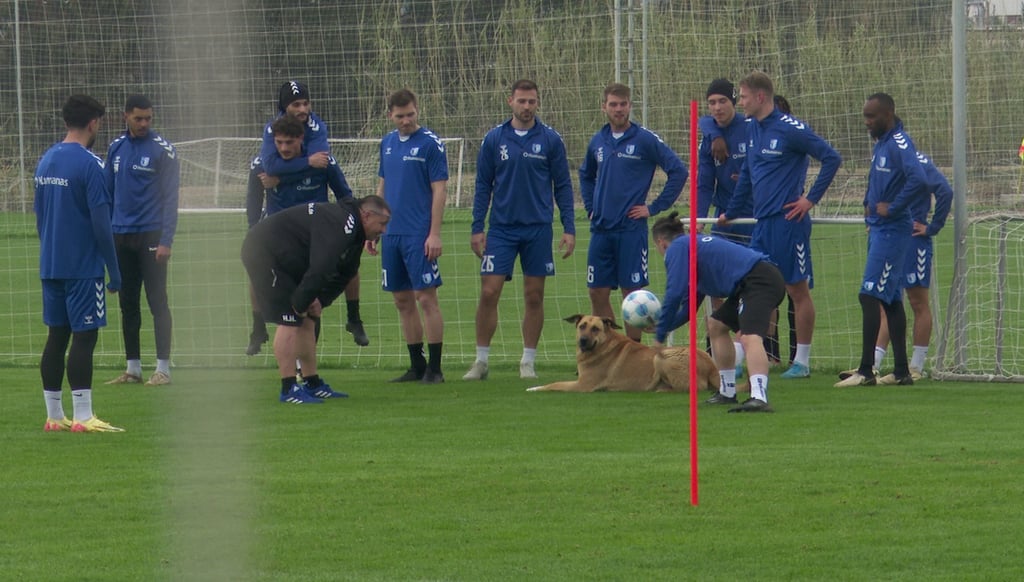 Ein Hirtenhund besuchte den 1. FC Magdeburg beim Training in Side am Dienstag.