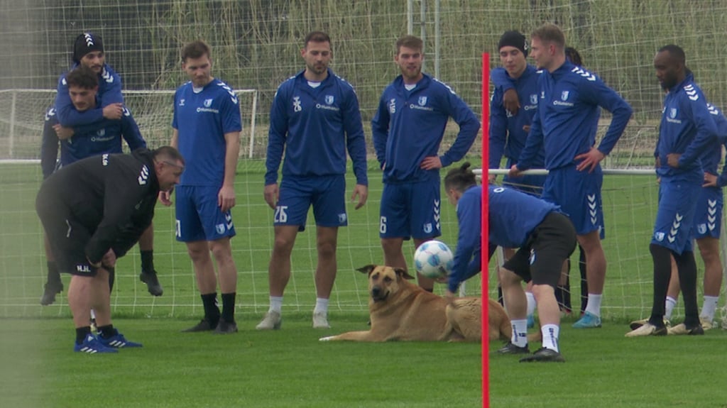 Er will doch nur spielen! Baris Atik zeigt dem Hund auf dem Trainingsplatz des 1. FC Magdeburg in Side den Ball.