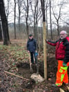 Udo Sporleder aus Quedlinburg pflanzt die Sommerlinde, die er gespendet hat.