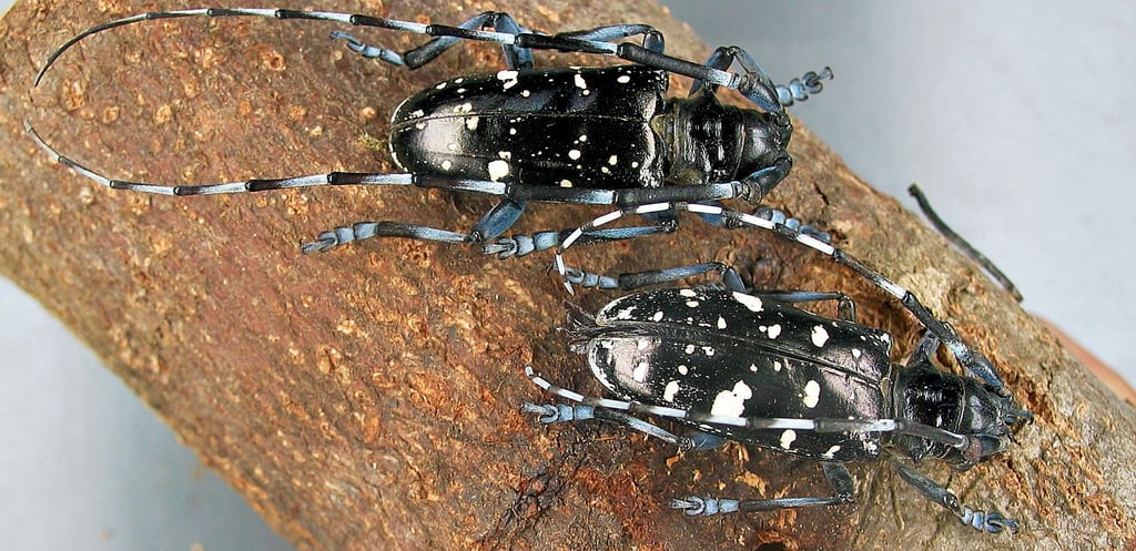 Zu sehen ist oben das Männchen, unten das Weibchen des Asiatischen Laubholzbockkäfers.