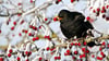 Welche Vögel – wie hier eine Amsel – sind im Winter in unseren Gärten unterwegs? Der Nabu will es bei der „Stunde der Wintervögel“ wissen.