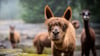 Ein Besuch bei den Bewohnern des Tiergartens - für viele Einwohner und Gäste der Stadt ist das ein Muss. Die Anlage gehört zu den beliebtesten Ausflugszielen in der Harz-Stadt.