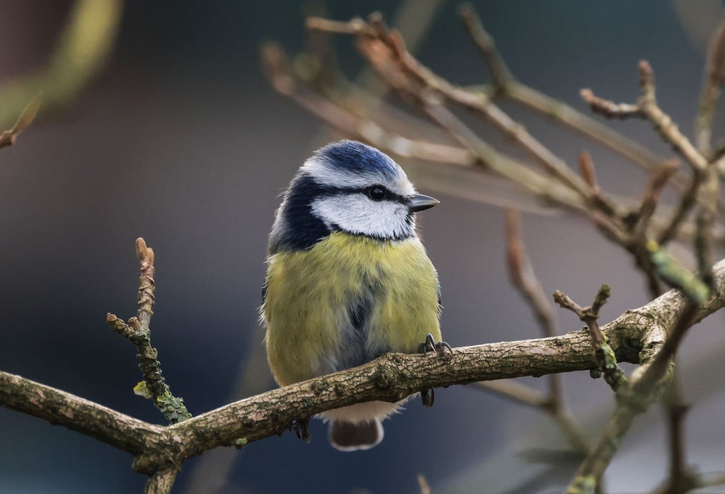 Die Aktion „Stunde der Wintervögel“ ruft Interessierte auf, Vögel zu zählen - zum Beispiel Blaumeisen. (Archivbild)
