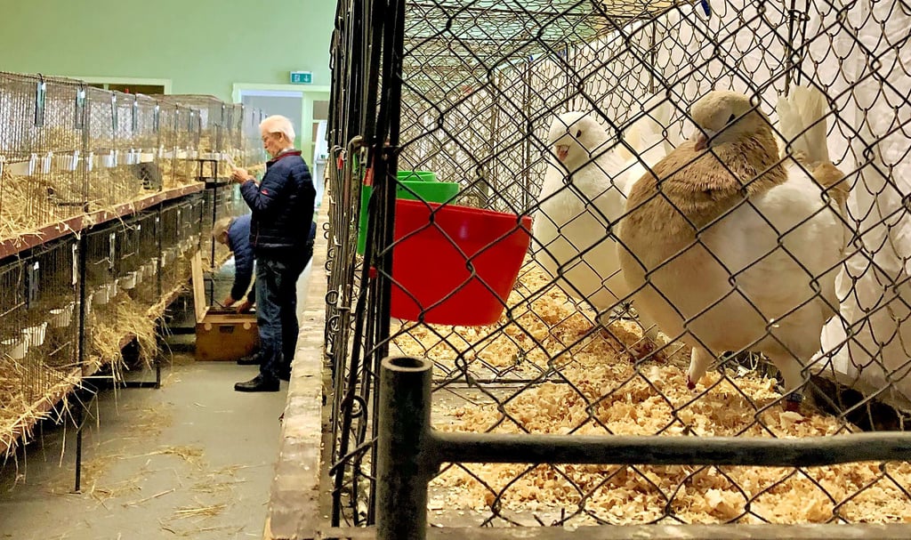 Am Mittwochnachmittag füllten sich die Käfige im Osterfelder Vereinshaus so langsam. Die Kleintierschau ist am Sonnabend und Sonntag zu sehen.