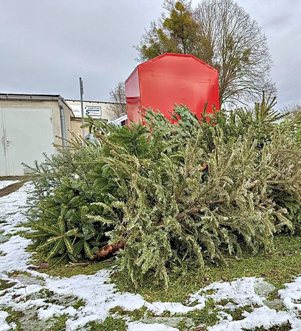 'Die ersten Weihnachtsbäume liegen bereits an den Abholstellen.