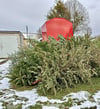 'Die ersten Weihnachtsbäume liegen bereits an den Abholstellen. 