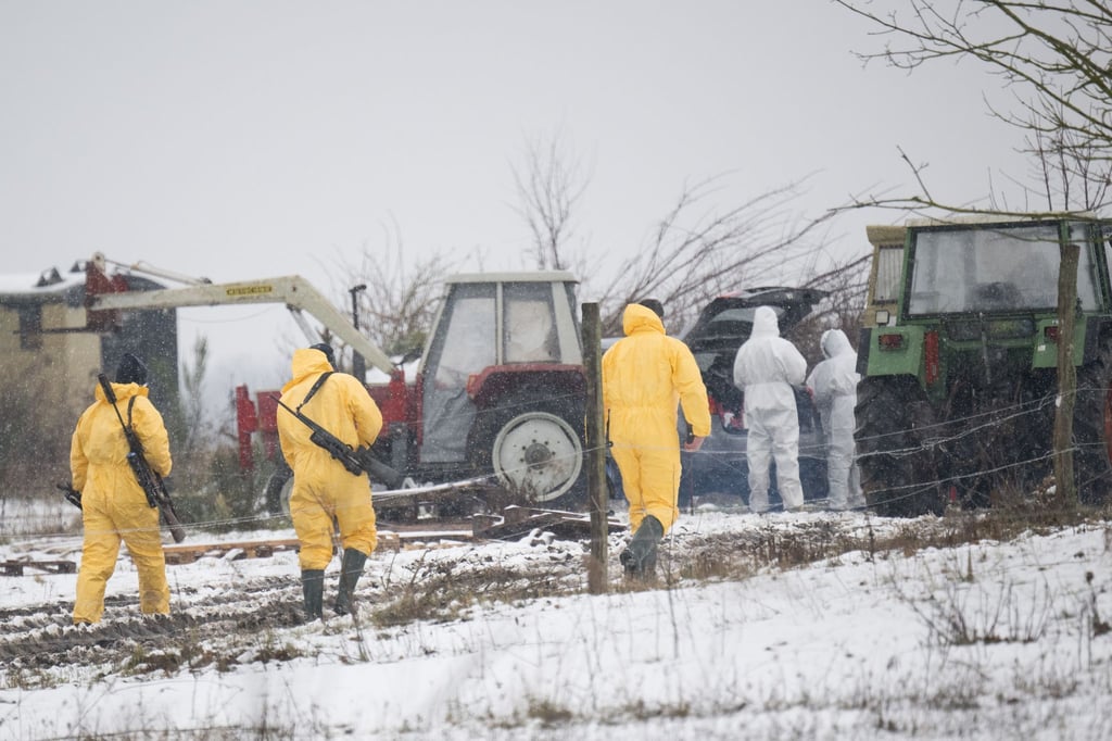 Nach dem Ausbruch der Maul- und Klauenseuche müssen weitere Tiere getötet werden - Personen in Schutzanzügen sind im Einsatz.