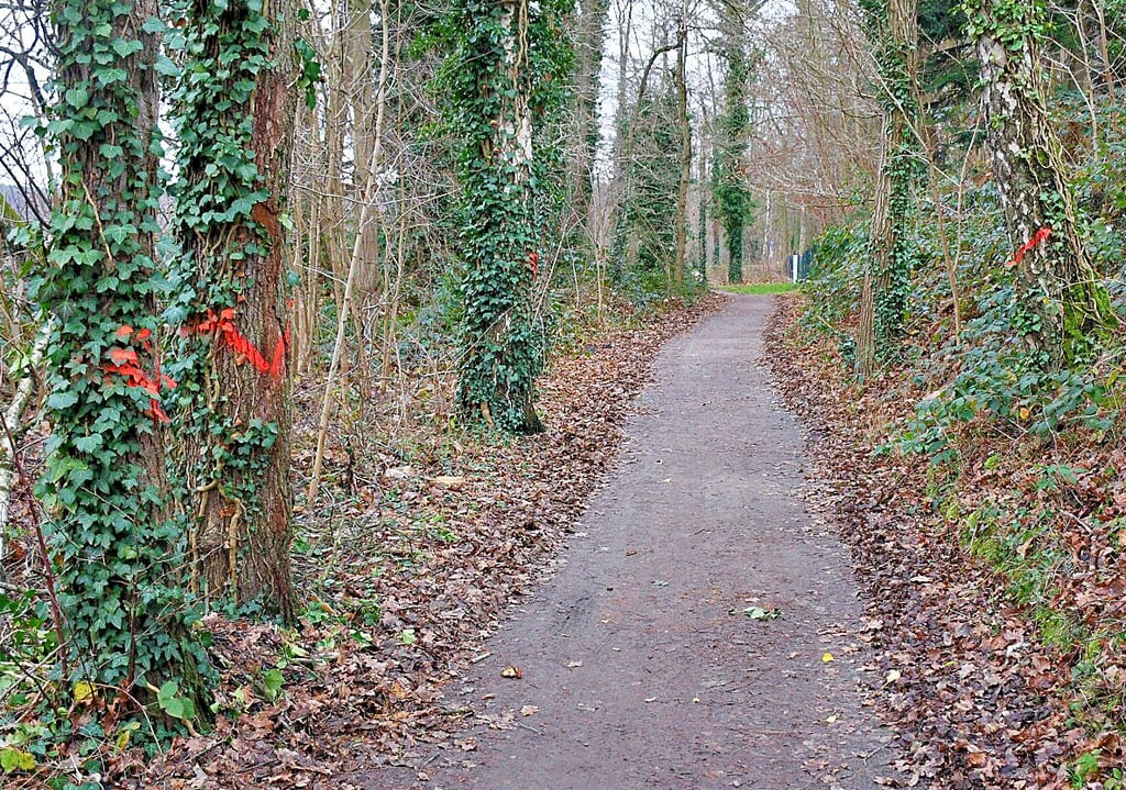 Kranke Bäume direkt am Seeweg wurden mit roter Farbe markiert.