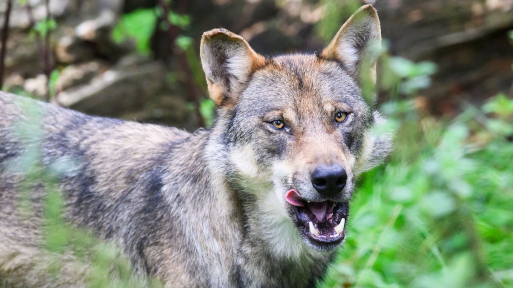 Der Wolf besiedelt zunehmend auch den Harzkreis - im Huy ist mittlerweile ein Rudel samt Welpen sicher nachgewiesen.