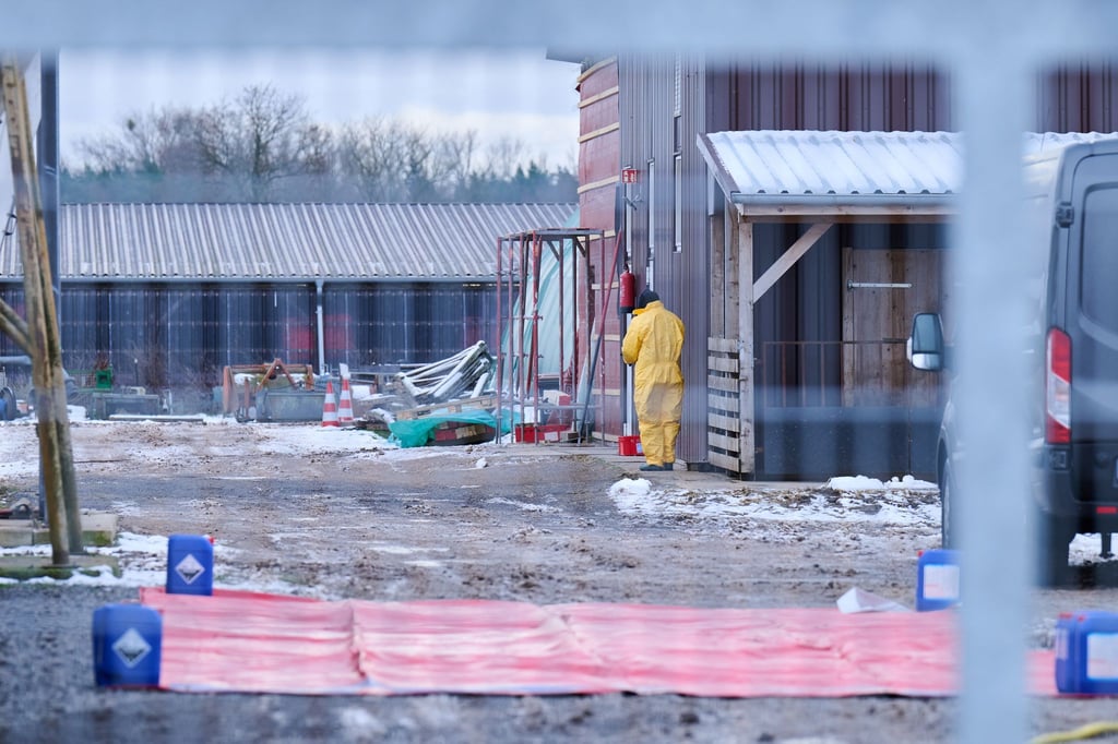 Nach dem Ausbruch der Maul- und Klauenseuche wurden im Umkreis des Ausbruchsorts vorsorglich Schweine und andere Tiere getötet. Die Sorge vor den wirtschaftlichen Auswirkungen der Tierseuche ist groß.