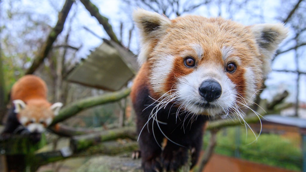 Der Zoo Magdeburg hofft auf Nachwuchs bei den Roten Pandas.