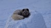 Ein flauschiger Polarfuchs kuschelt sich auf einem großen Stein im Bären-Freigehege zusammen. Viele Bewohner des Tierparks Hexentanzplatz Thale mögen den Winter. 