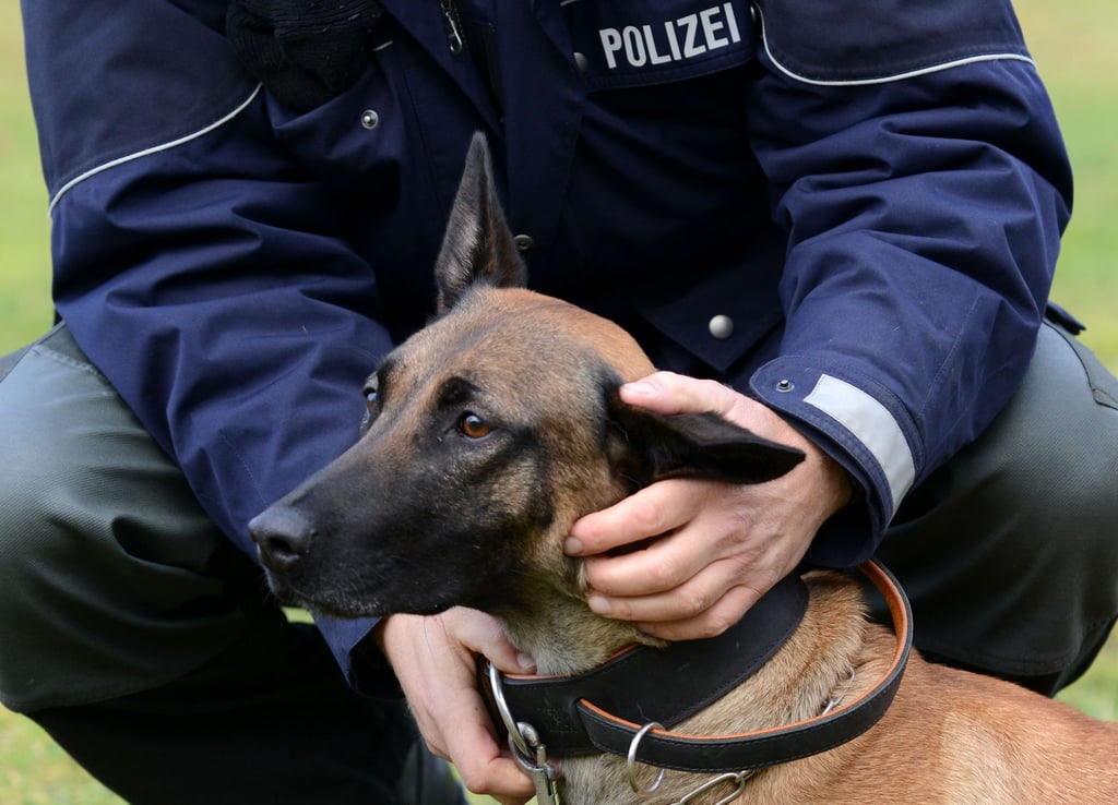 Ein Junge kam am Morgen nicht in der Schule an, er ist Autist. Die Polizei suchte mit Hunden nach ihm. (Symbolbild)