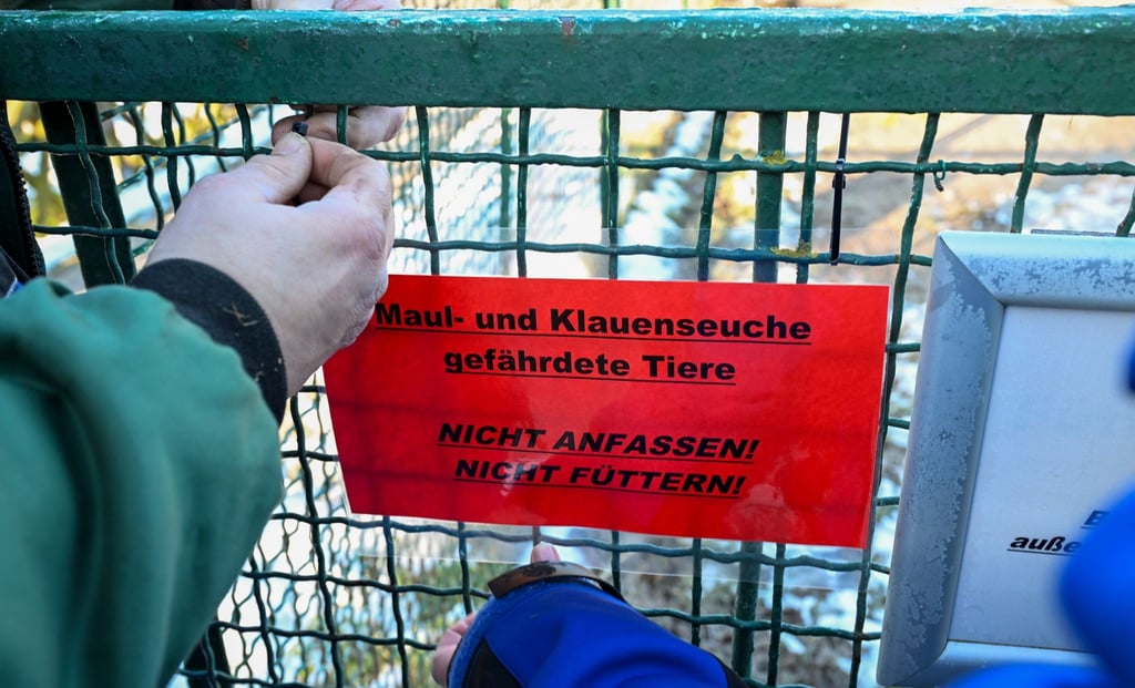 MKS war vergangene Woche im brandenburgischen Landkreis Märkisch-Oderland ausgebrochen. (Archivbild)
