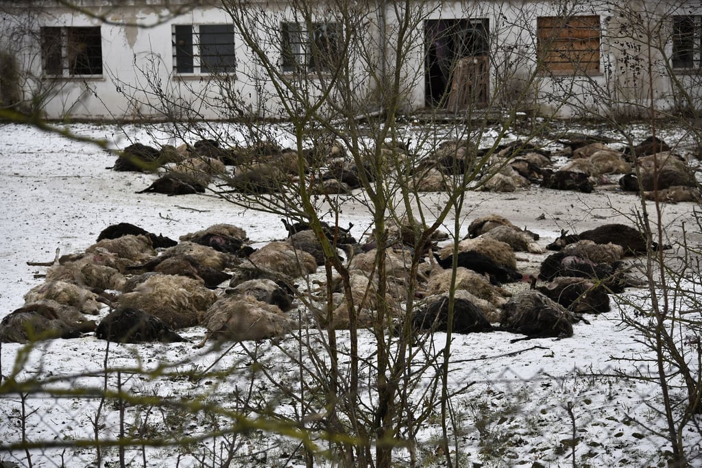 Magdeburg Attentäter Brisante Details Aus Dem Angeblichen Brief Ursprünglich Andere Anschläge Geplant - n7ceoy4