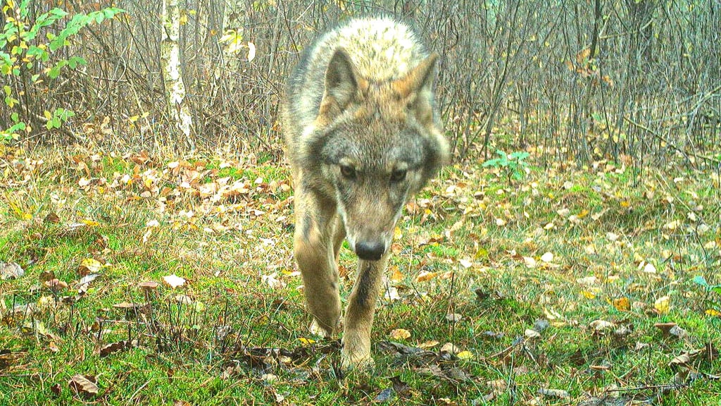 Ein im Flechtinger Höhenzug heimischer Wolf hat eine der Wildkameras entdeckt und nähert sich langsam.
