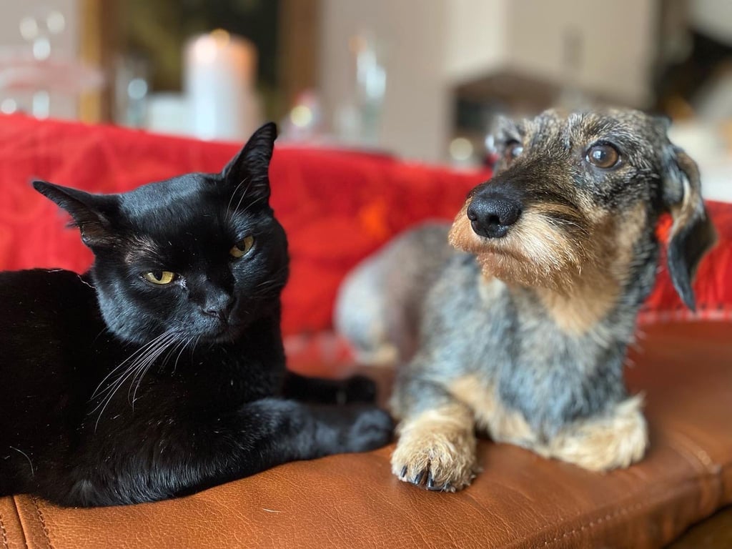 Nachdem Urlauber auf der Nordseeinsel Norderney den vermeintlich streunenden Kater Aramis mit nach Hause nach Nordrhein-Westfalen genommen haben, hoffen ihre Besitzer auf eine baldige Rückkehr.