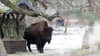 Der Tierpark Berlin ist nach dem Ausbruch der Maul- und Klauenseuche in Brandenburg weiter für Besucher geschlossen. (Archivfoto)