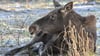 Elchkuh Olga (nicht im Bild) sollte Mitte Dezember im Wildpark Schorfheide einziehen. (Archivbild)