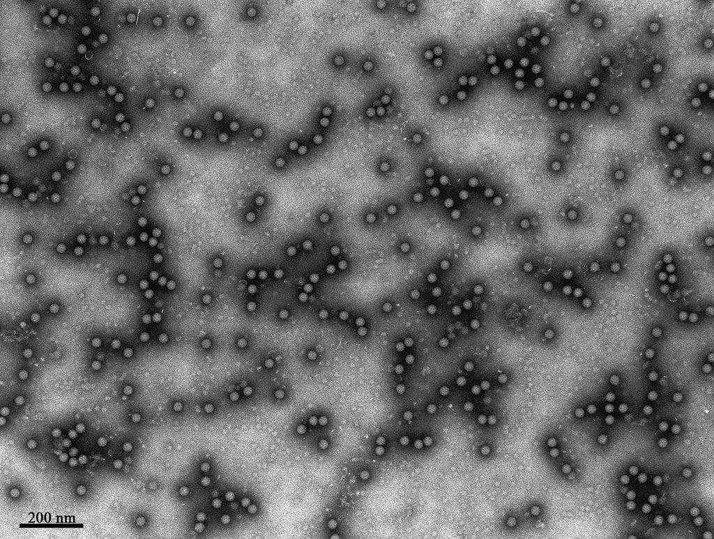 Das Virus ist für Tiere hochansteckend, für Menschen aber ungefährlich. (Archivbild)