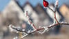 In Thüringen startet die Woche mit Sonne und Frost. (Foto: Archiv)