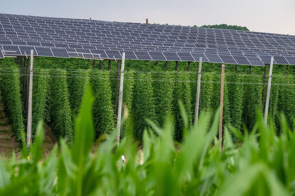 Photovoltaik und Hopfenanbau in Bayern: Agri-PV-Anlagen sollen Energieerzeugung und Landwirtschaft miteinander verbinden. (Archivbild)