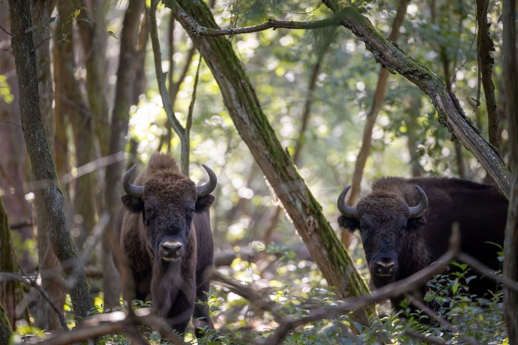 Nach Tage langer Sperrung wegen der Maul- und Klauenseuche ist die Naturlandschaft Döberitzer Heide wieder für Besucher offen. (Archivfoto)