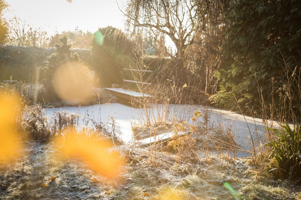 Wer der Tristesse im Garten trotzen will, kann Winterblüher platzieren, um farbliche Akzente zu setzen.