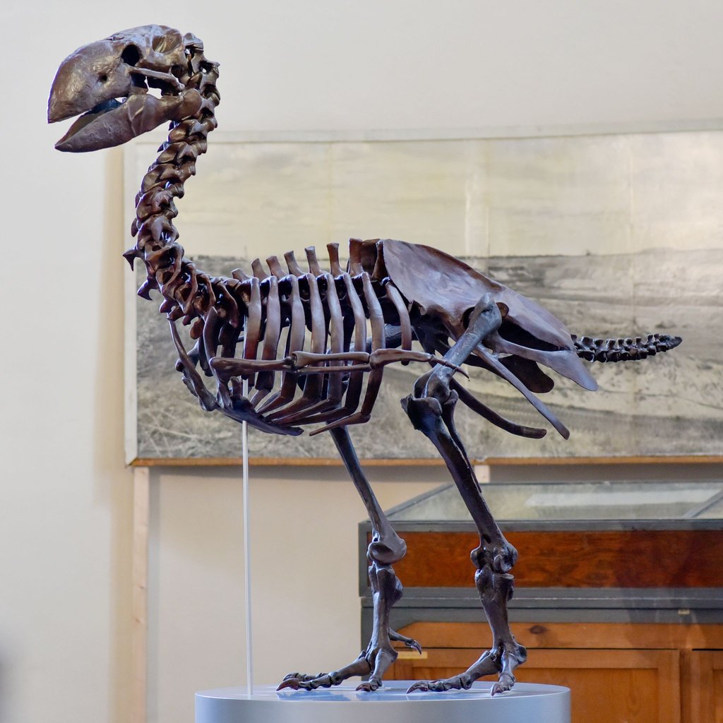 Fälschlicherweise als Krokodilschädel identifiziert, gibt es nun Gewissheit über ein Schädelfossil in der Geiseltalsammlung der Martin-Luther-Universität Halle-Wittenberg. Es ist das eines Diatryma-Laufvogels. Der weltweit zweite vollständig erhaltene Schädel befindet sich im American Museum of Natural History in den USA.