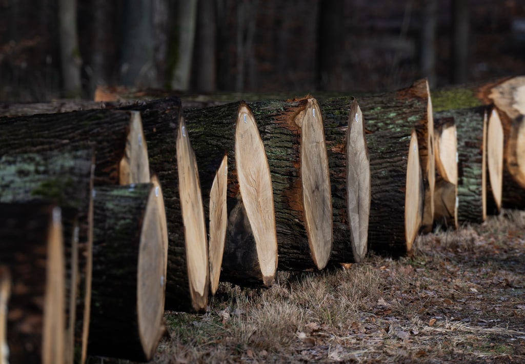 Sachsens Waldbesitzer profitieren von der Wertholz-Submission, trotz leicht sinkender Preise. (Archivbild)