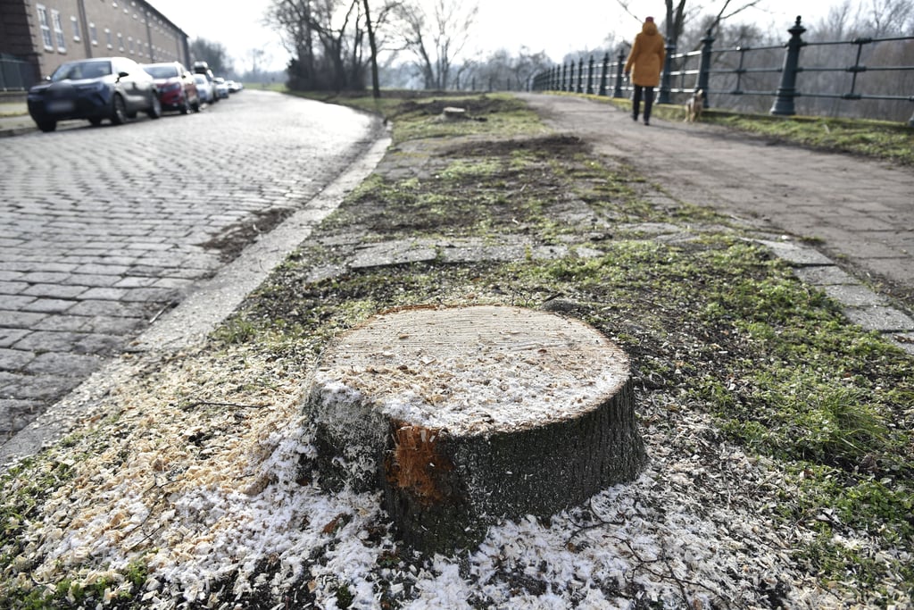 Blick auf die Reste eine der Linden, die kürzlich gefällt wurden.