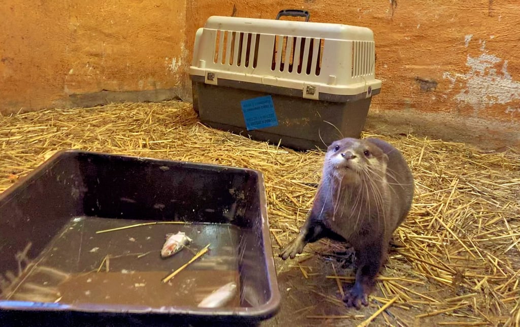 Die Besucher des Tierparks können Othello noch nicht sehen. Der Zwergotter lebt hinter den Kulissen.