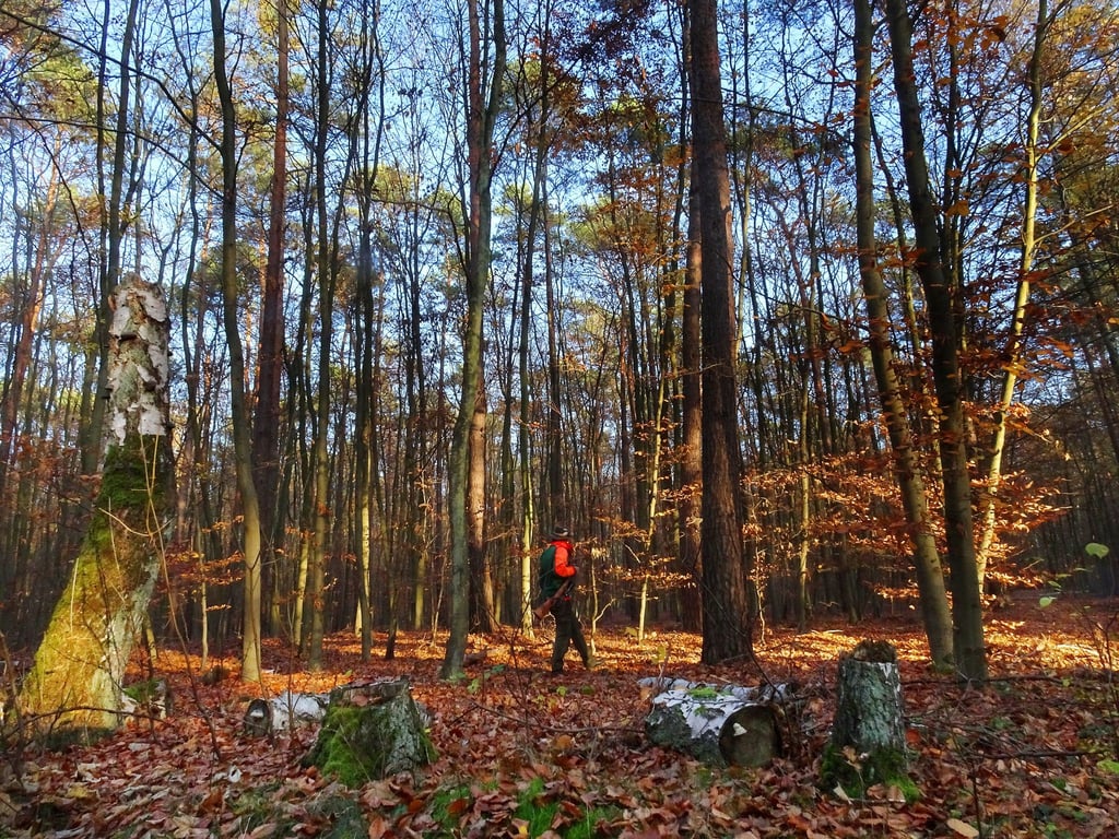 Jägerinnen und Jäger helfen dabei, Tierseuchen einzudämmen und Wildschäden zu verringern. (Archivbild)