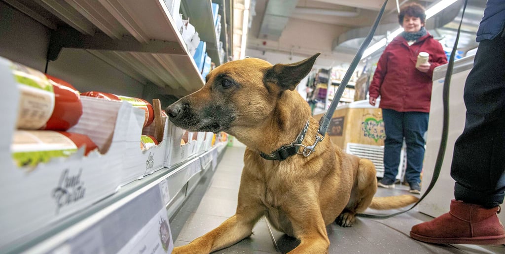 Malionis „Sam“ ist ein echter Profi beim Aufspüren der versteckten Objekte. Hier zeigt der Belgische Schäferhund den Fund an.
