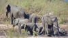 In dem knapp 20.000 Quadratkilometer großen Park können Touristen Elefanten und andere wilde Tiere beobachten. (Symbolbild)