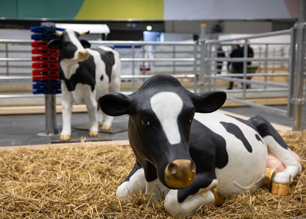 Wegen eines Falls von Maul- und Klauenseuche in Brandenburg waren etliche Tiere dieses Jahr nicht auf der Grünen Messe vertreten - oder eben nur als Attrappe. (Archivbild)