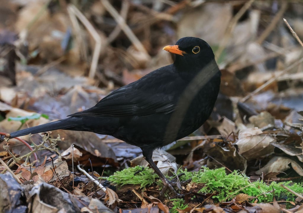 Die Amsel war bei der „Stunde der Wintervögel“ in diesem Jahr deutlich weniger zu sehen als noch im Vorjahr. (Archivbild)