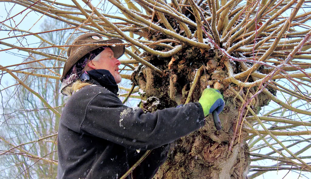 Baumpfleger Arno Külz beim Beschneiden von Kopflinden in Tylsen. 