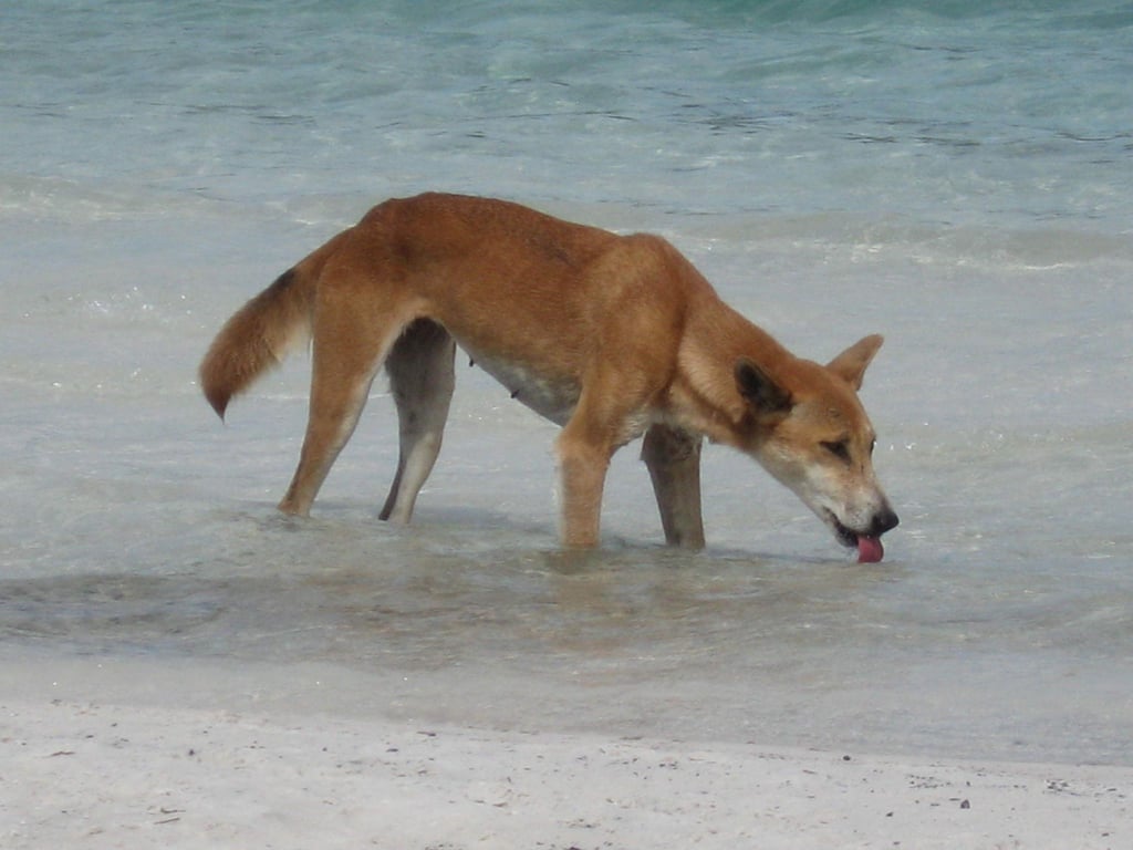 Die Dingos auf K'gari sind eine Attraktion - aber auch gefährlich. (Archivbild)