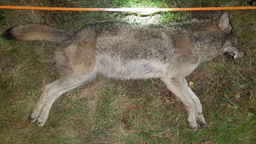 Dieser Wolf wurde Donnerstagabend zwischen Wolmirstedt und Farsleben überfahren.
