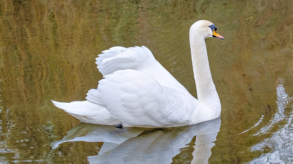 Schwäne in Zeitz Friedas Tod und Dagmars Zukunft am Teich