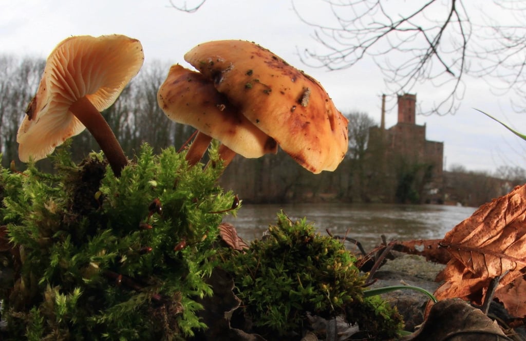 Der Gemeine Samtfußrübling wächst – wie andere Winterpilze auch – gern an Holz. Dieses Exemplar ist auf der Rabeninsel zu finden.